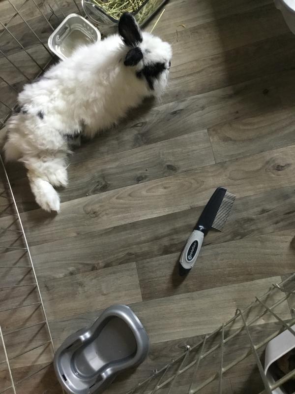 Poe is Not nervous around the comb