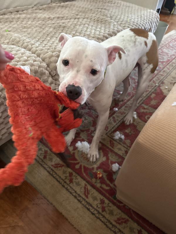 Nope not for aggressive chewers