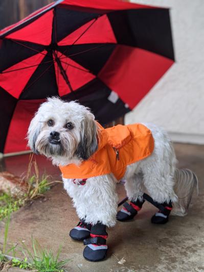 Super cute but would be better if it kept off more rain.