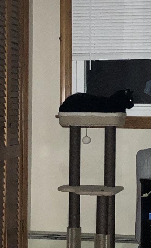 Night watchcat on the job!!