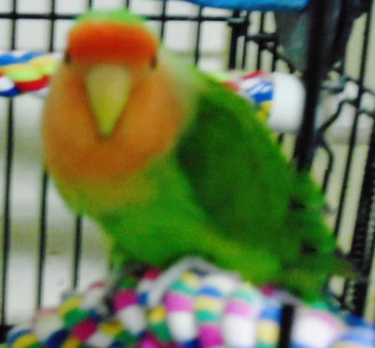 Barnabas  "Peach-faced" Lovebird