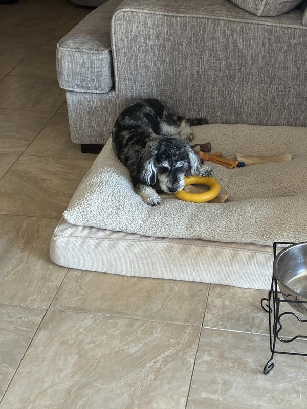 Getting in on the fun. She is 20 lbs. This toy is almost too heavy for her to carry but she does her best and loves it.