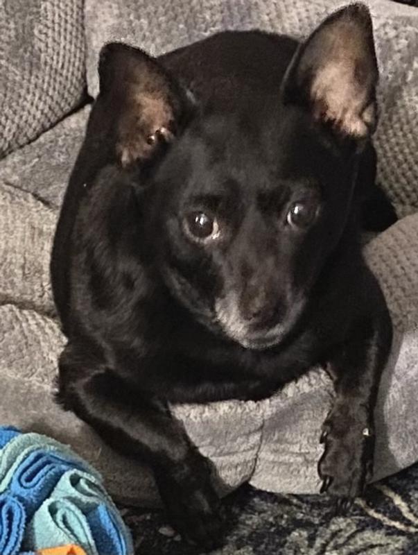 Waiting for my next treat, and it’s taking too long!