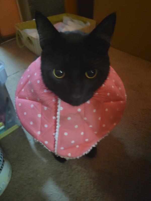 SUNGROW PostSurgery Soft Cone Dog & Cat Recovery Collar, Pink, Medium