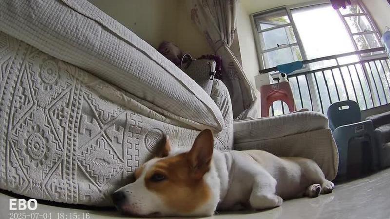 ENABOT EBO Air 2 Pet Camera