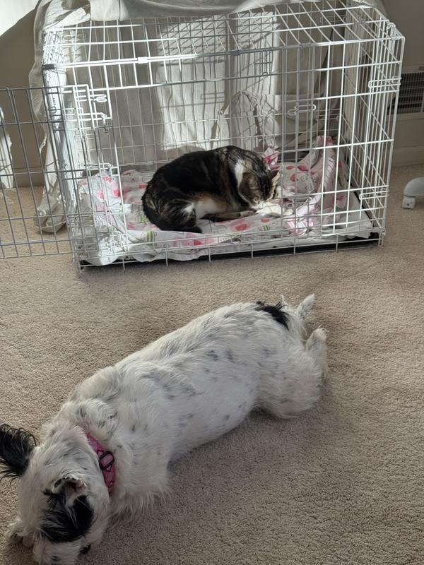 The cat went in her crate and she is outside chewing her Benebone.  Lol