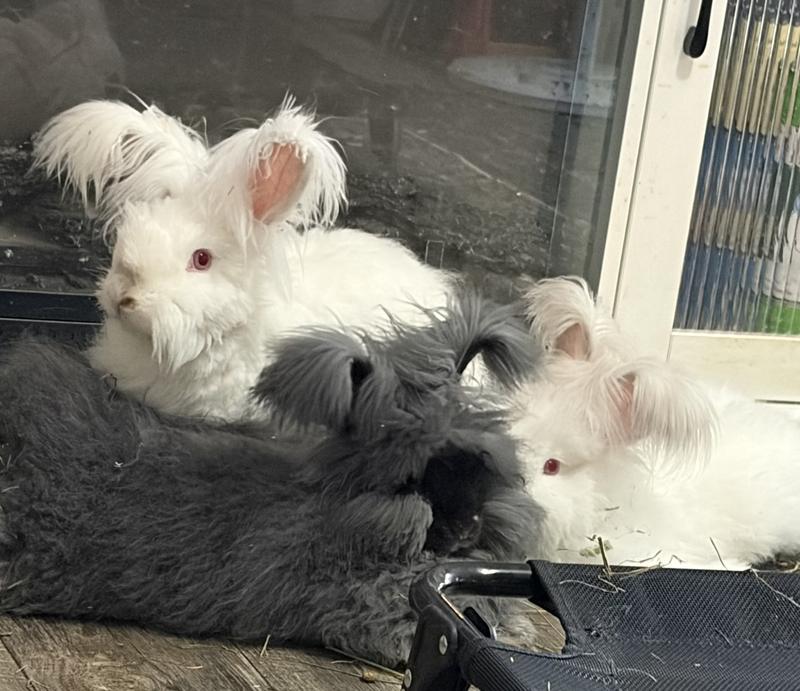 Loki, BooBoo, Blueberry