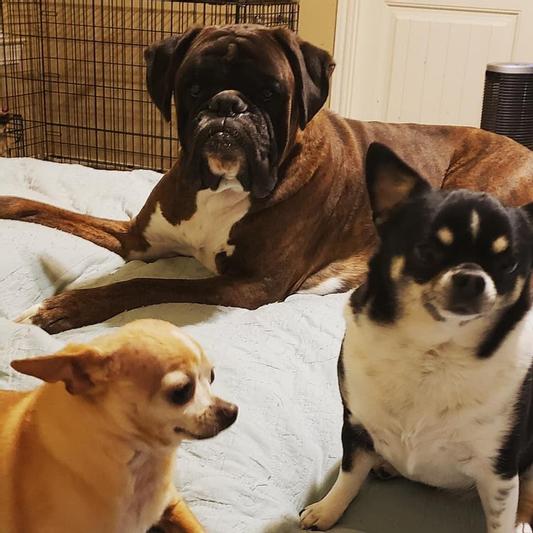 What Tastes Really Bad To Dogs