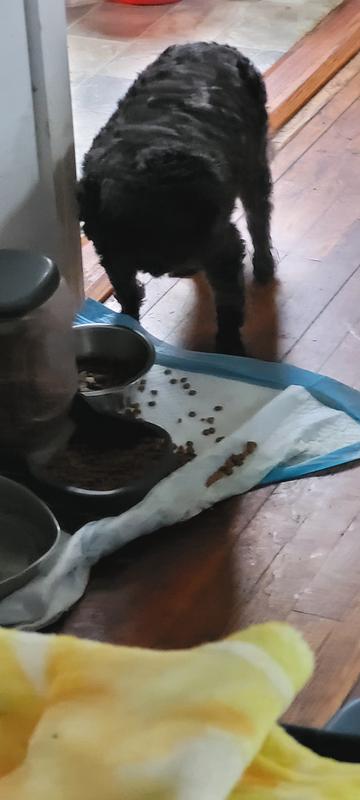 Kobe enjoying his new food