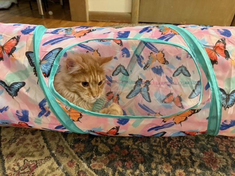 Our cat is having so much fun!