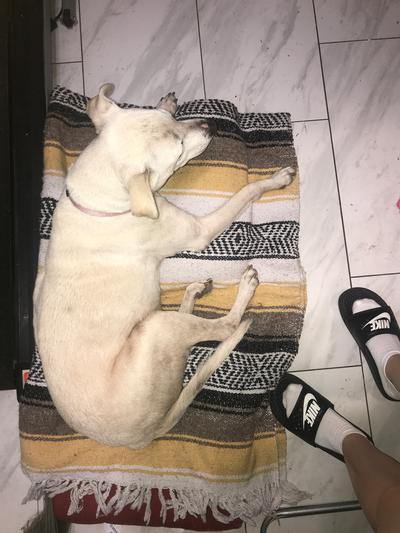 as you can see her back is completely healed and her paws are as well! (After)