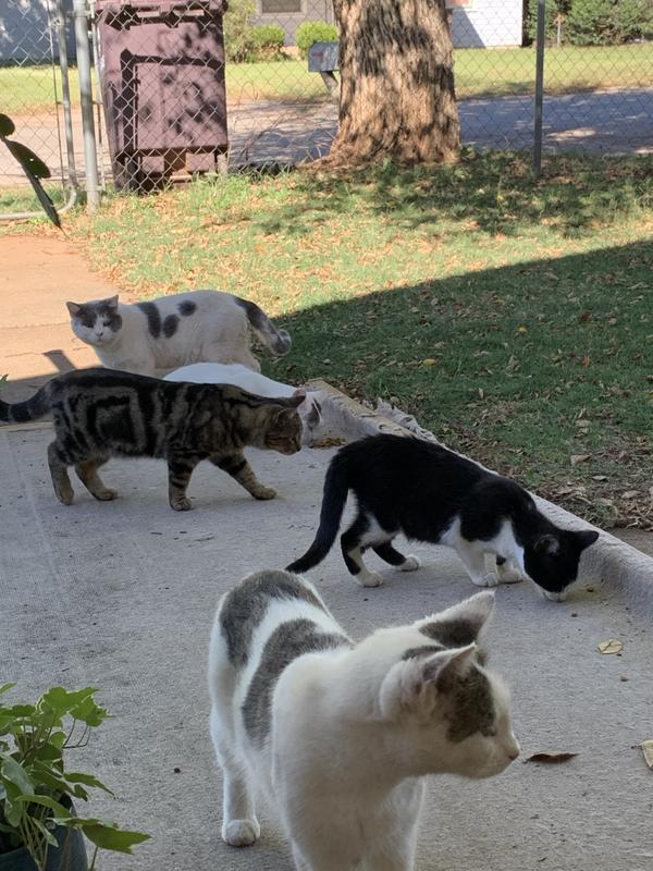 Part of the Feral community