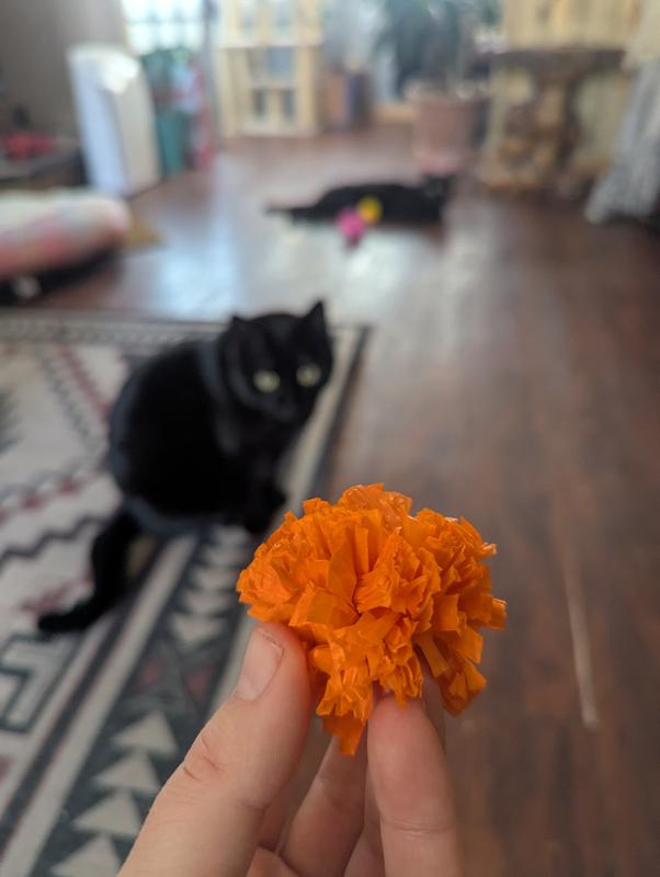 Pudge and Elwood vying for the prized Orange Pompom