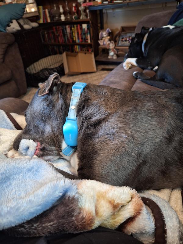 This is tipsy  my fur baby