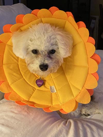 Dog with outlet flower cone