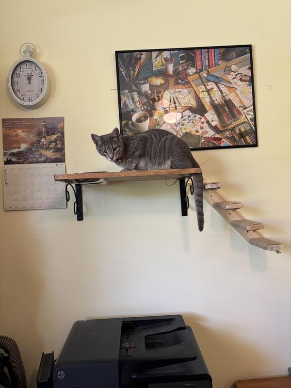 Affordable to keep the Saint Bernard out of Lucy's cat food since Sallie Mae is allergic to her food.