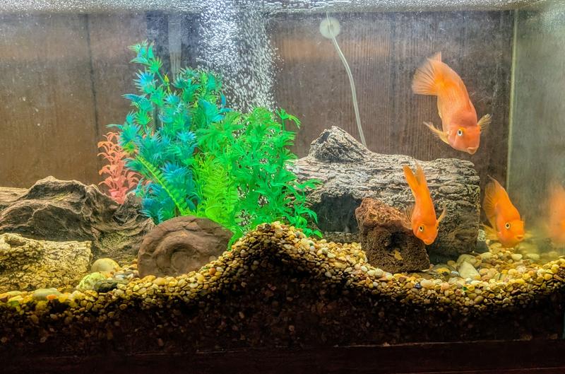 Happy fish in a clean aquarium.