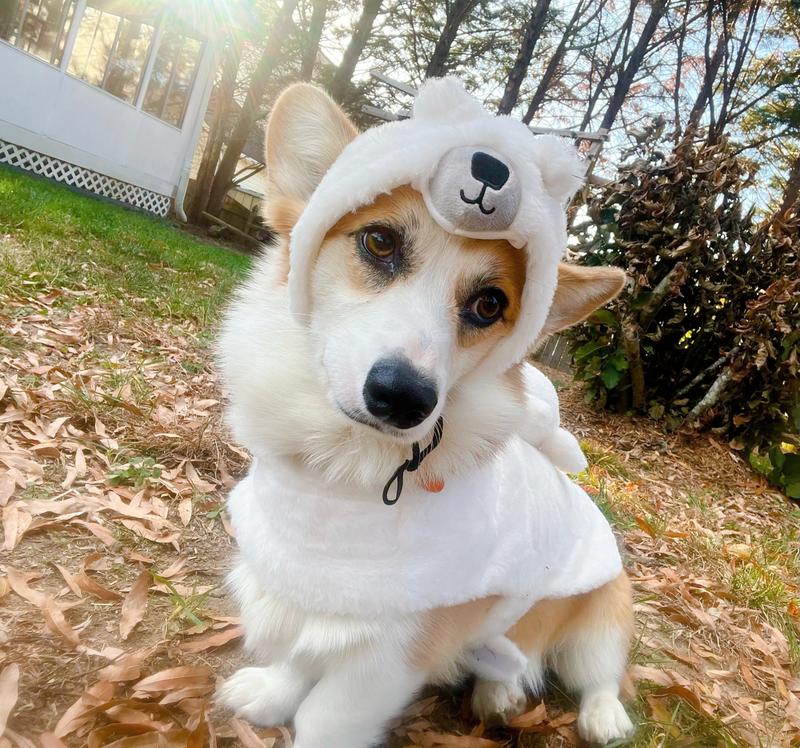 Polar Bear Hat Costume FRISCO Polar Bear Ride-On Dog Costume, Small