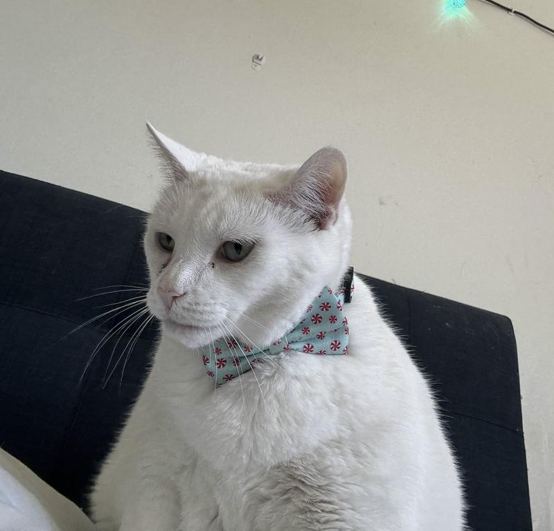 Bow on the front like a bowtie