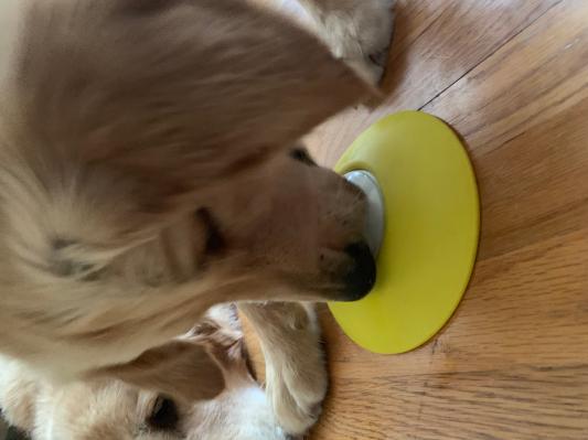 Rover Test Pups Review the Arf Pets Treat Dispenser and Puzzle Toy