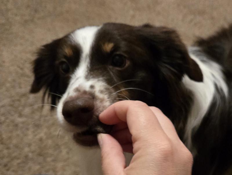 They make tasty treats.