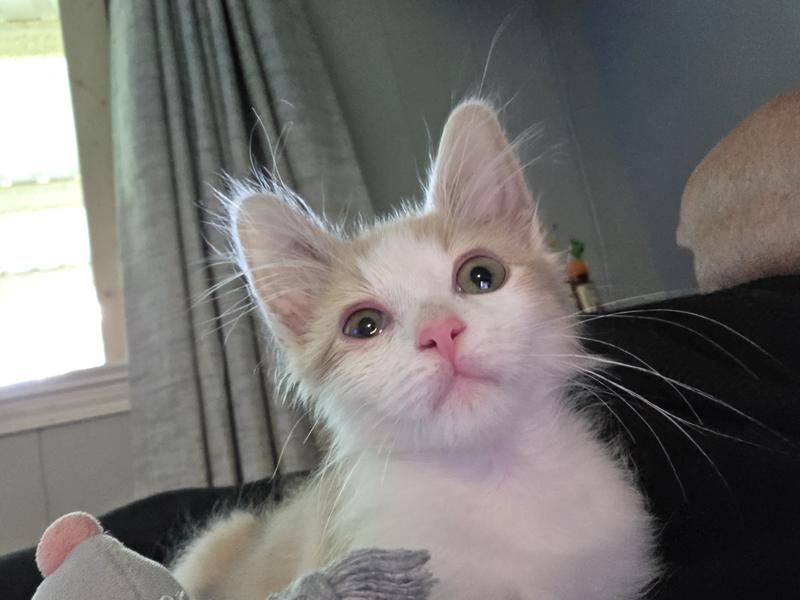 Gizmo