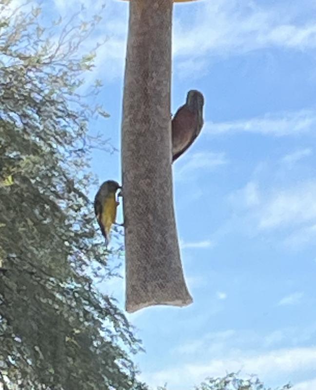 Happy Finches in AZ