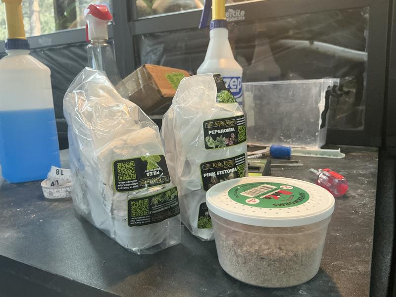 3 plants were grouped together in plastic wrap