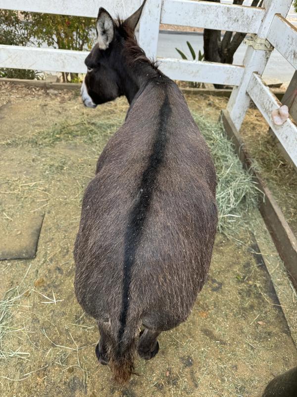 This picture is after only 6 weeks total that Rudi has been in my care