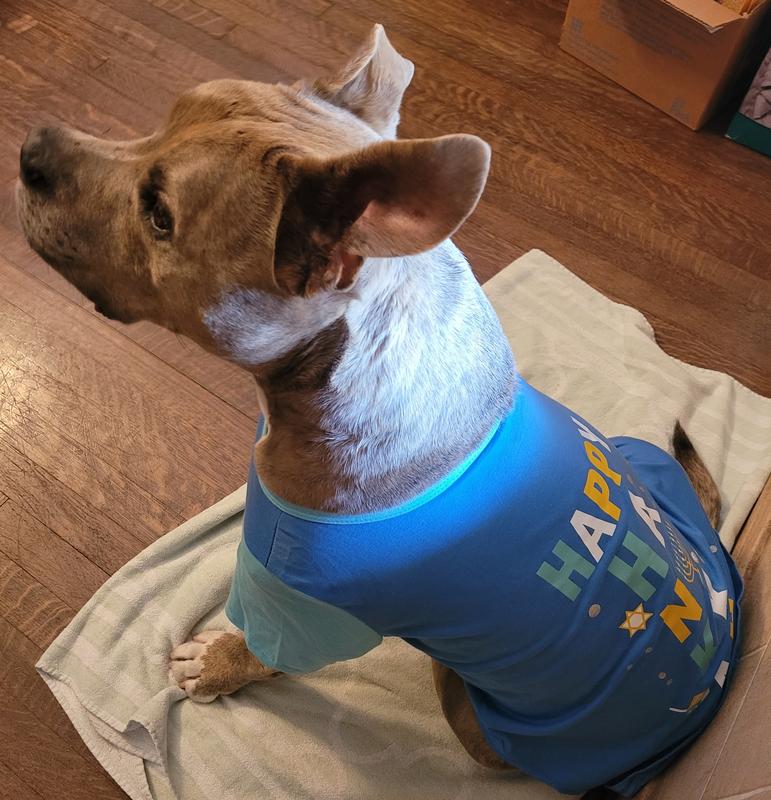 Our Hanukkah senior pup!