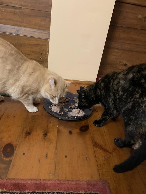 Frodo and Pippin sharing a meal