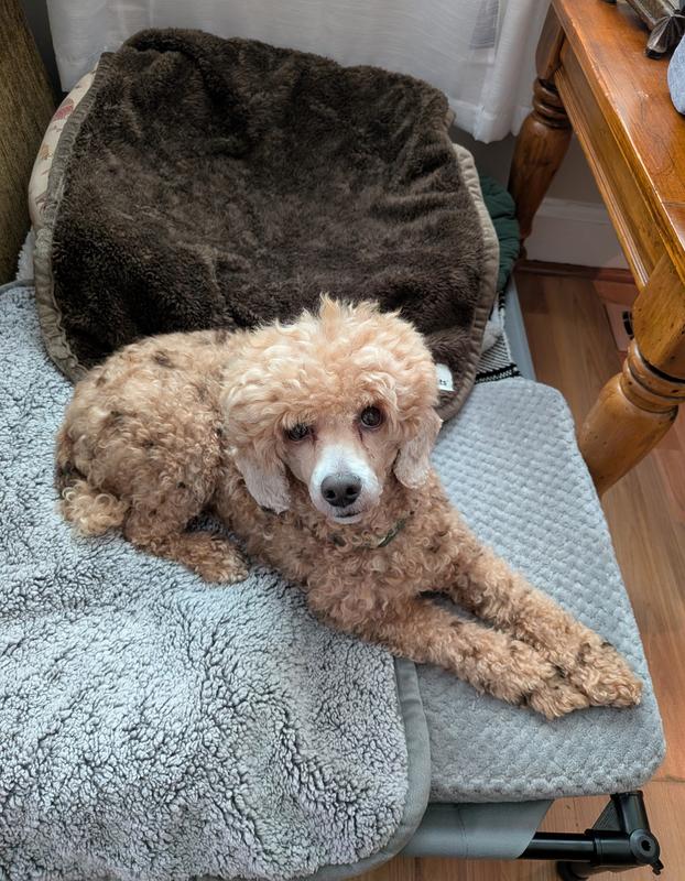 Miniature poodle size comparison