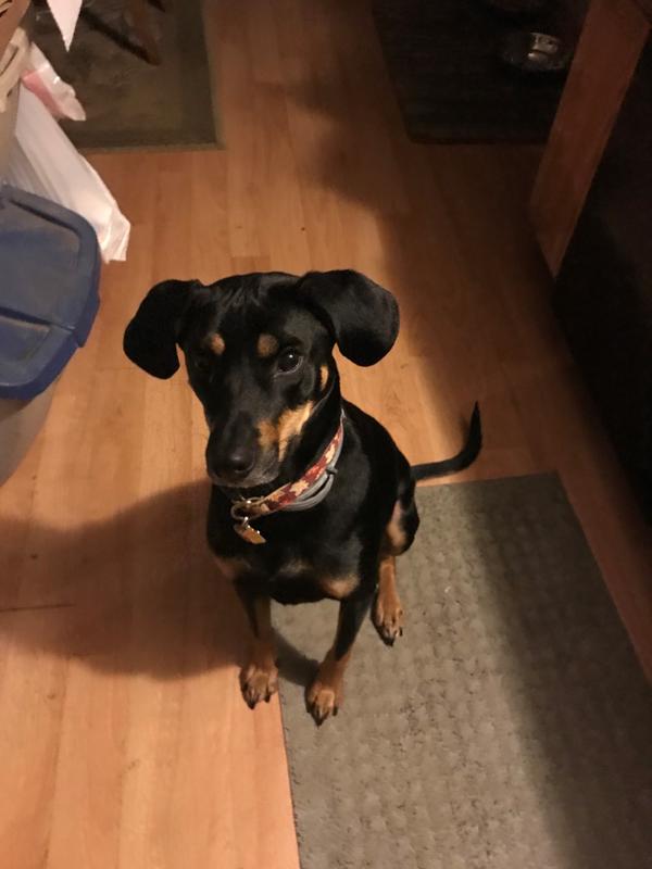 Discontinued MILKBONE Large MaroSnacks Dog Treats, 58oz box