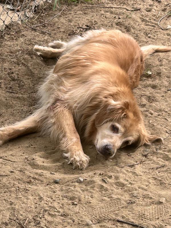 Rolling in the dirt at the dog park!