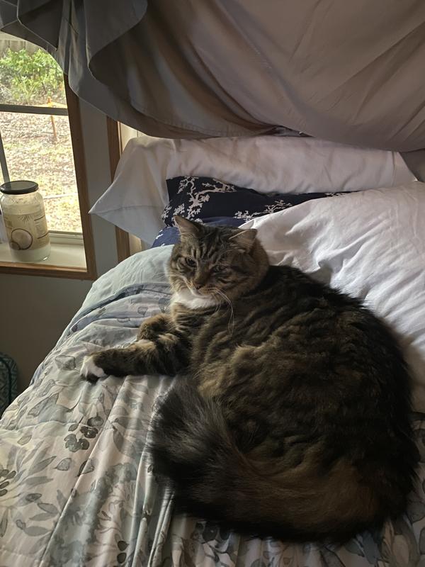 Towers is 6 and I named her that because she was found on 9/11/2019.