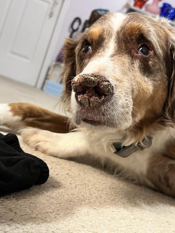 His nose before the balm