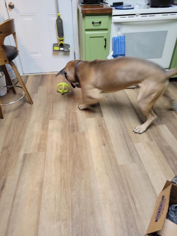 Rugar playing with Benebone tug toy