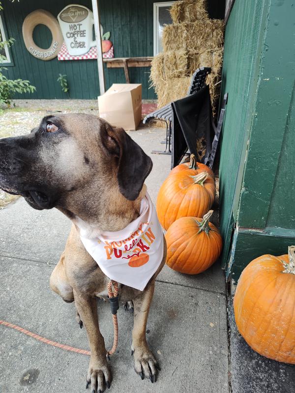 Mommy's little best sale pumpkin bandana