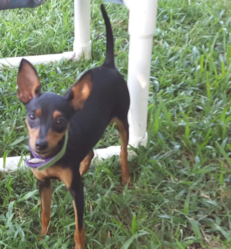 Kylie loves Halo dog food