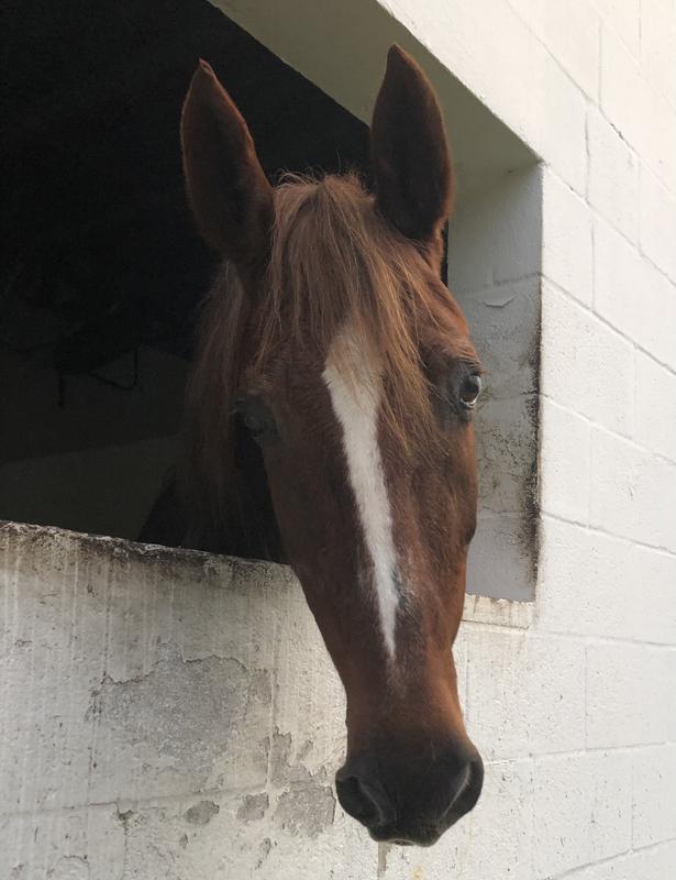 Waiting for her Cavalor