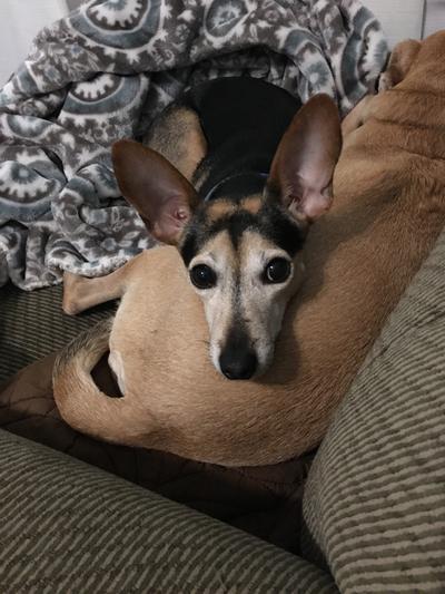 Chewy makes their ears perk up