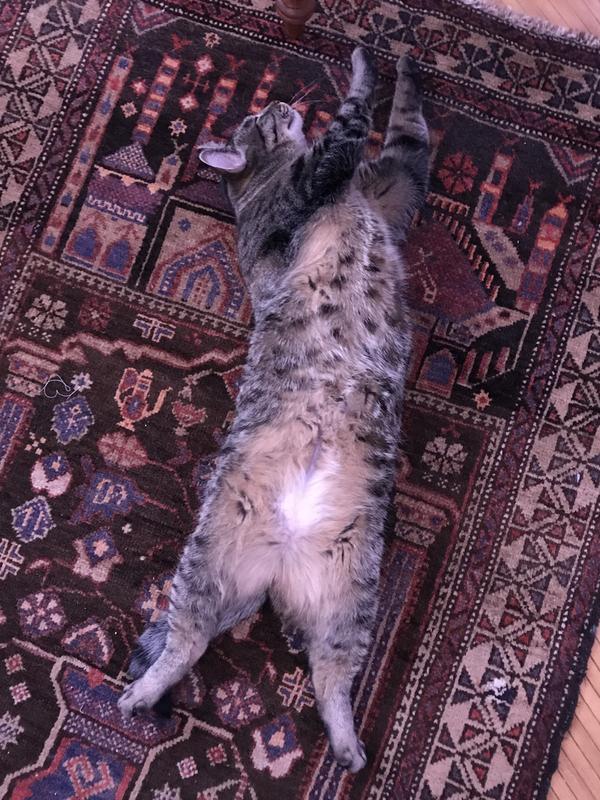 Tuffy stretching after healthy meal.