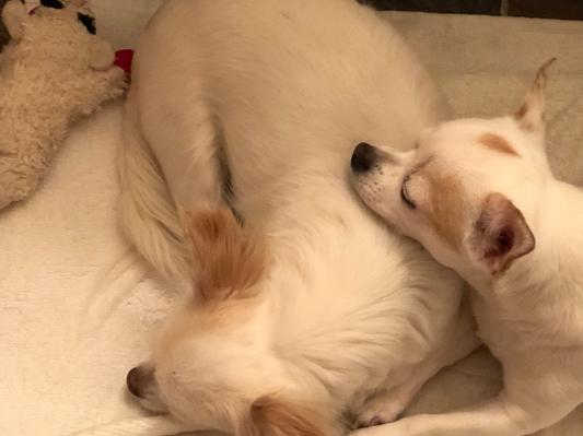 Sleeping Sisters