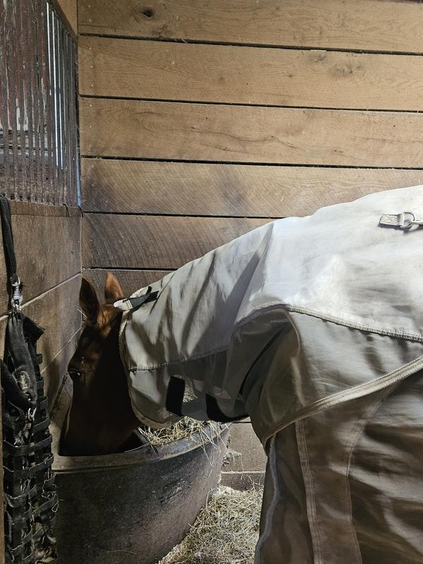 Notice she's ingnoring the "grass ball" hanging in her stall, must be tasty grain.
