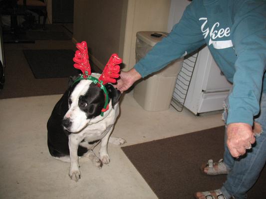 Bella awaiting Santa...