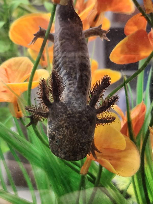 Axolotl Approved!!