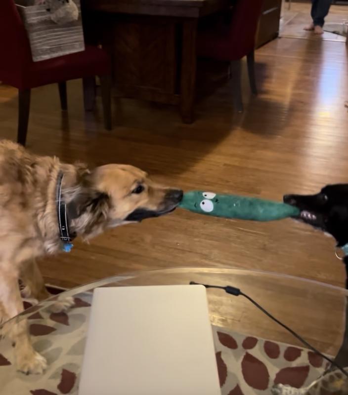 Pol and Lala fighting to the death for pickle control