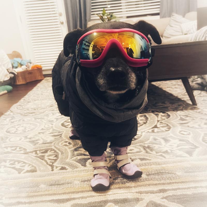 Hurtta Extreme Overall Insulated Dog Snowsuit, Blackberry