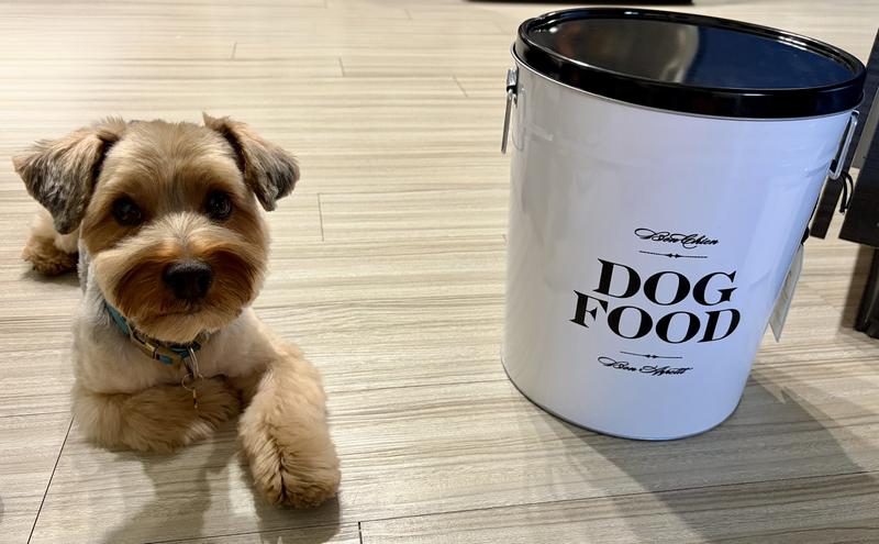 A cute pup waiting for his dinner.