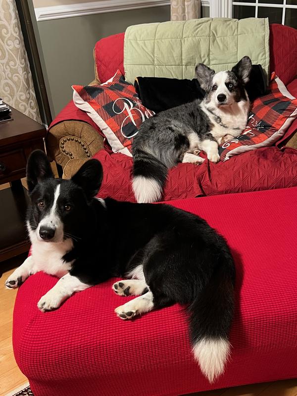 Waiting for their Chewy Christmas